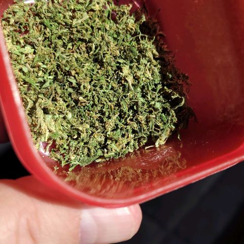 Blueberry Kush growlog photo: Very good and not totally ripe. Sweet.