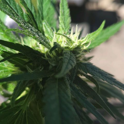 Blueberry Kush growlog timeline photo