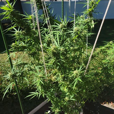 Blueberry Kush growlog timeline photo