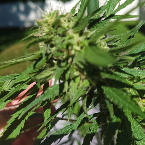 Blueberry Kush growlog timeline photo