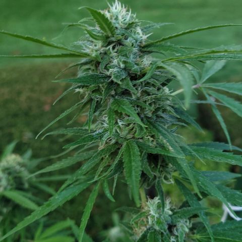 Blueberry Kush growlog timeline photo