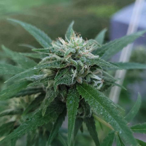 Blueberry Kush growlog timeline photo