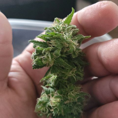 Blueberry Kush growlog photo: Clipped 2 end buds for dry. 1 in shed, 1 in closet.