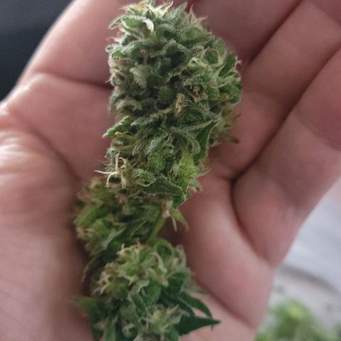 Blueberry Kush growlog photo: Clipped 2 end buds for dry. 1 in shed, 1 in closet.