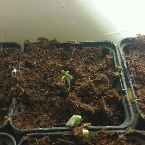 4 WW auto Nirvana growlog timeline photo