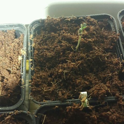 3 AH Fem RQS growlog timeline photo