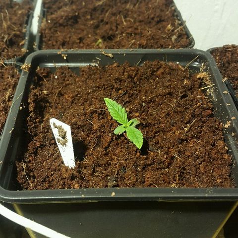 3 fem  Nirvana growlog timeline photo
