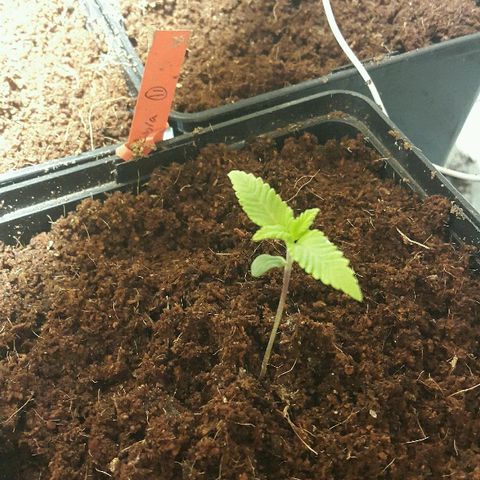 2 AH fem Nirvana growlog timeline photo