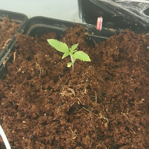 2 AH fem Nirvana growlog timeline photo
