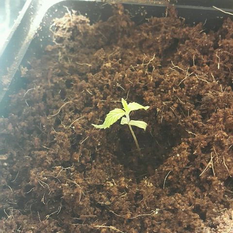 1 Critical fem Nirvana growlog timeline photo