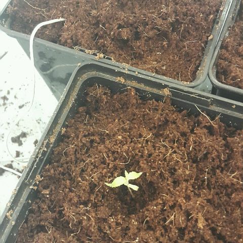 1 Critical fem Nirvana growlog timeline photo