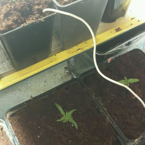 3 fem  Nirvana growlog timeline photo
