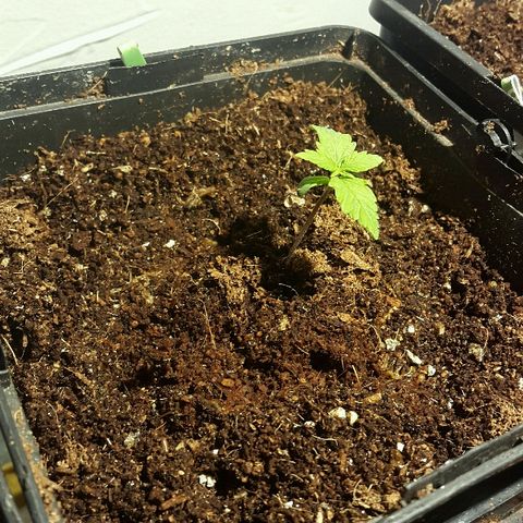 4 WW auto Nirvana growlog timeline photo