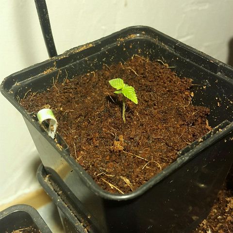 4 WW auto Nirvana growlog timeline photo