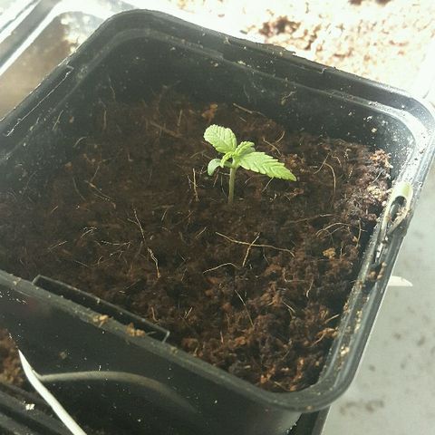 4 WW auto Nirvana growlog timeline photo