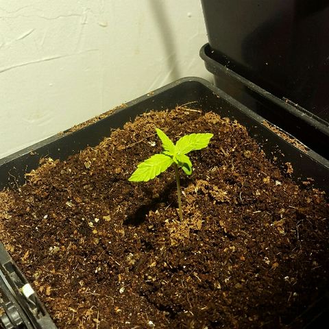 4 WW auto Nirvana growlog timeline photo