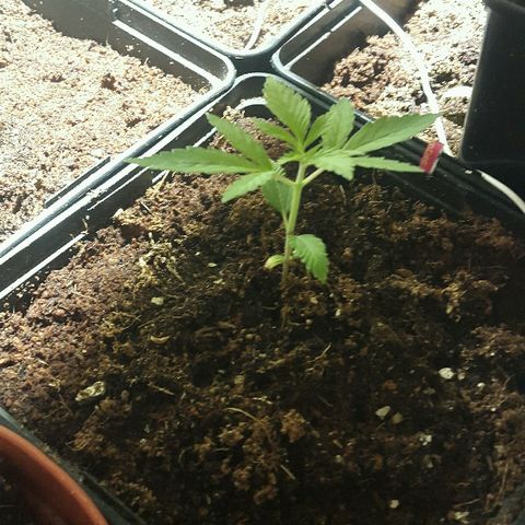 2 AH fem Nirvana growlog timeline photo
