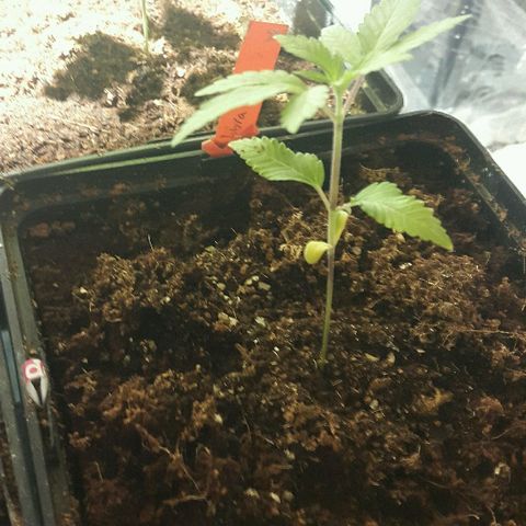 2 AH fem Nirvana growlog timeline photo