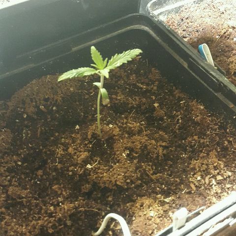 3 AH Fem RQS growlog timeline photo