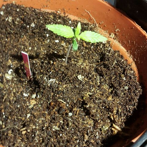 3 AH Fem RQS growlog timeline photo