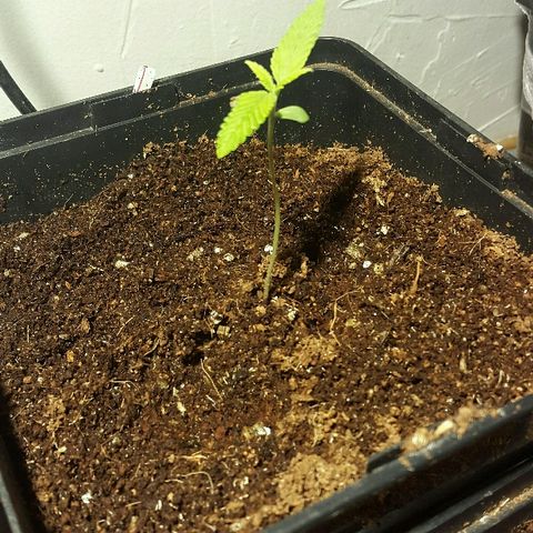 3 AH Fem RQS growlog timeline photo