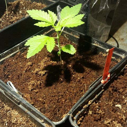 1 Critical fem Nirvana growlog timeline photo