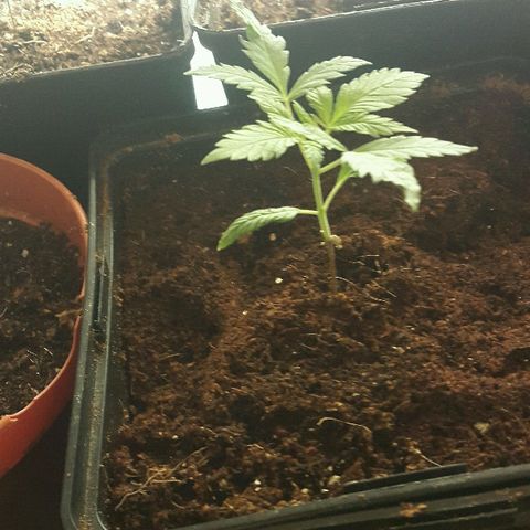 3 fem  Nirvana growlog timeline photo