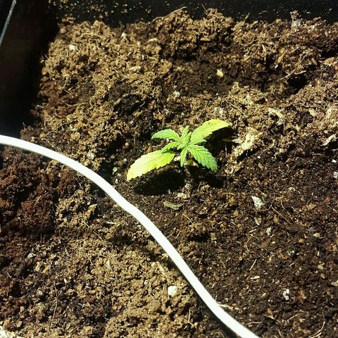 3 fem  Nirvana growlog timeline photo