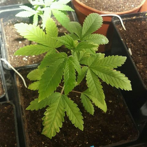 1 Critical fem Nirvana growlog timeline photo