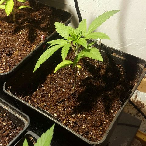 1 Critical fem RQS growlog timeline photo