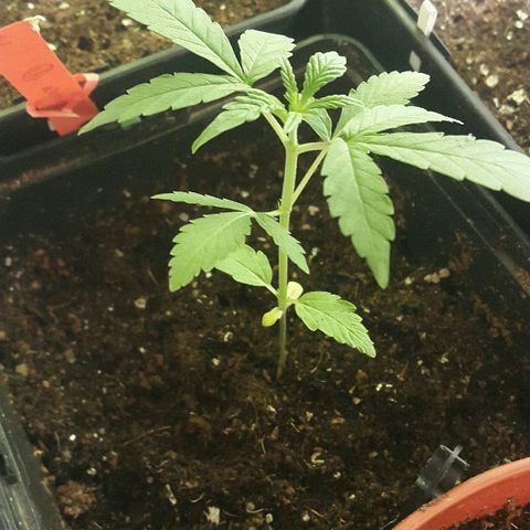 4 WW auto Nirvana growlog timeline photo
