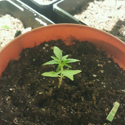 4 WW auto Nirvana growlog timeline photo