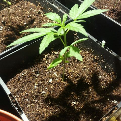 4 WW auto Nirvana growlog timeline photo