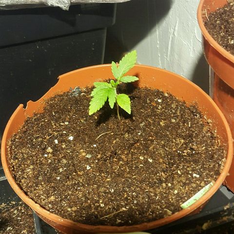 4 WW auto Nirvana growlog timeline photo