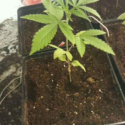 2 AH fem Nirvana growlog timeline photo