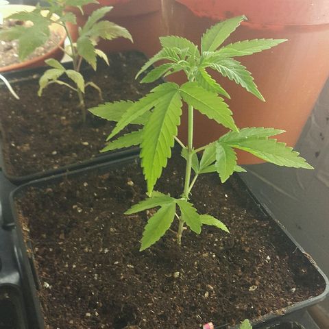 2 AH fem Nirvana growlog timeline photo