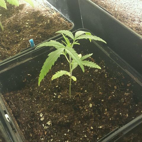 3 AH Fem RQS growlog timeline photo