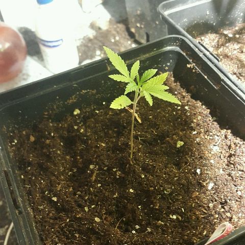 3 AH Fem RQS growlog timeline photo