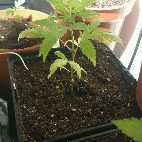 3 fem  Nirvana growlog timeline photo