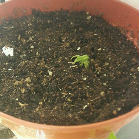 3 fem  Nirvana growlog timeline photo