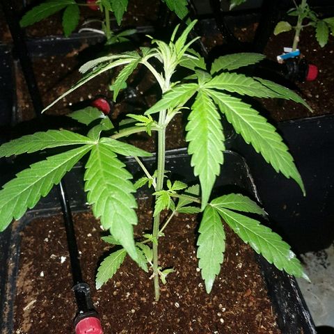 4 WW auto Nirvana growlog timeline photo