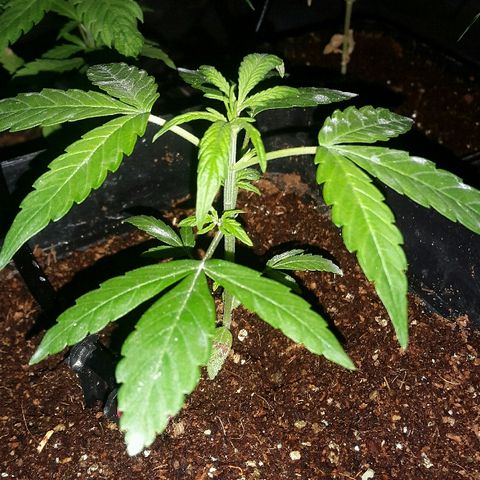 4 WW auto Nirvana growlog timeline photo
