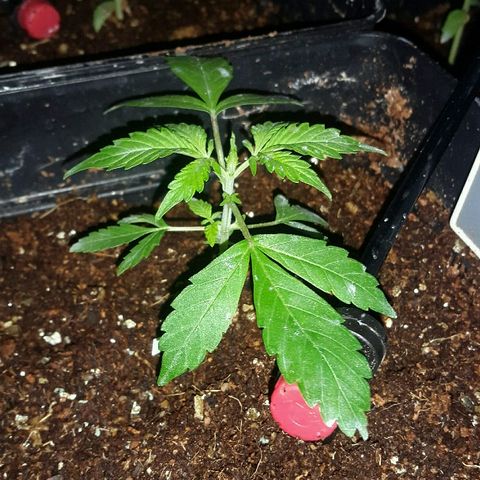 4 WW auto Nirvana growlog timeline photo