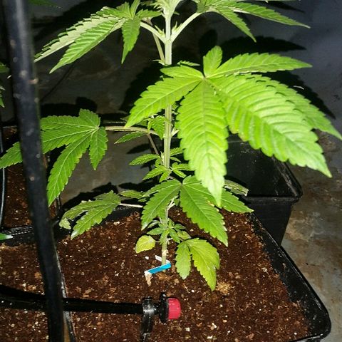 1 Critical fem Nirvana growlog timeline photo
