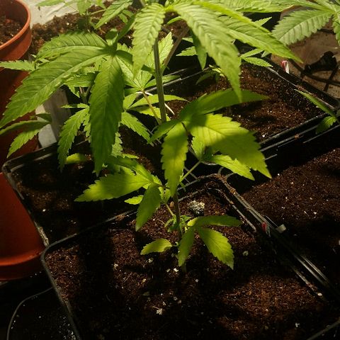 2 AH fem Nirvana growlog timeline photo