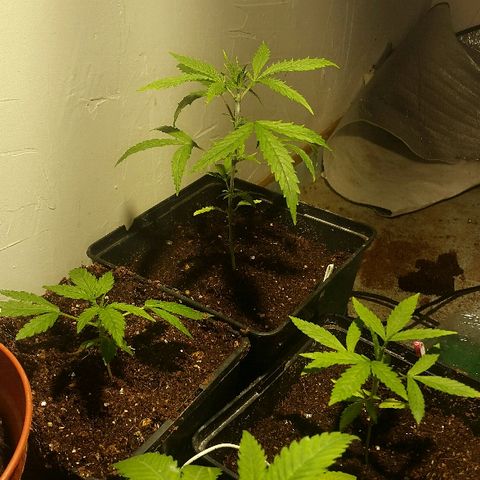 3 AH Fem RQS growlog timeline photo
