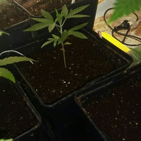 3 AH Fem RQS growlog timeline photo