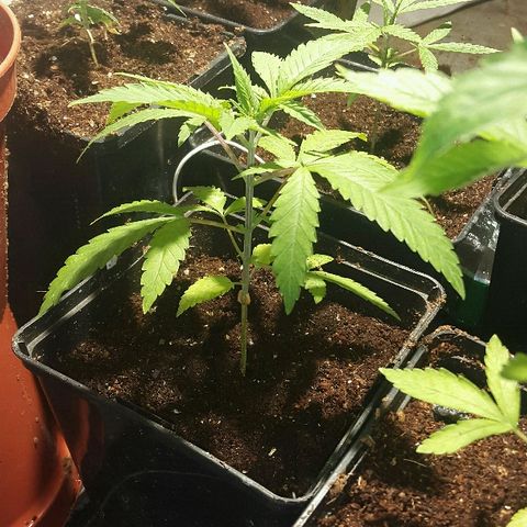 1 Critical fem RQS growlog timeline photo
