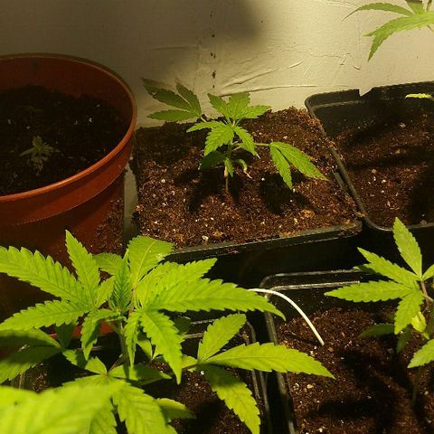 3 fem  Nirvana growlog timeline photo