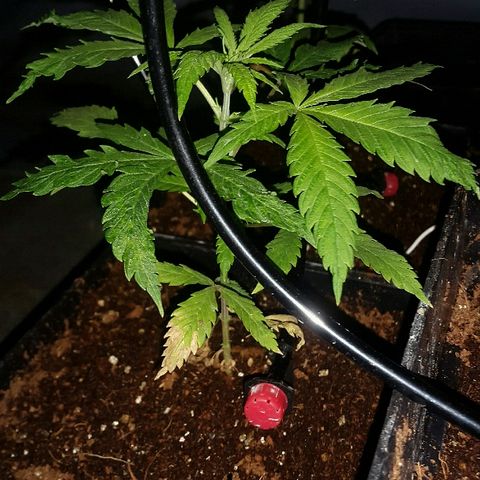3 fem  Nirvana growlog timeline photo
